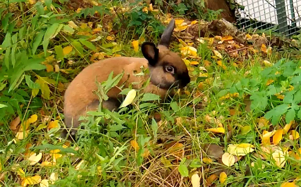 Un lapin mange sur un talus de la Petite Ceinture dans le 12e arrondissement 