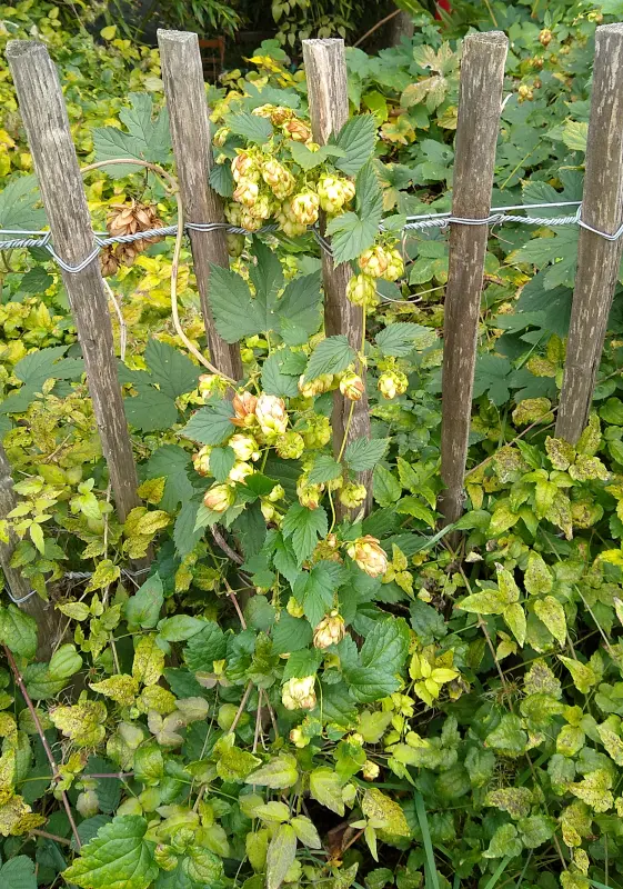 Pied de houblon au bord des voies de la Petite Ceinture dans le 12e arrondissement 